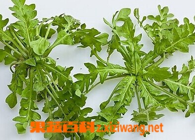 山野菜的种类和图片