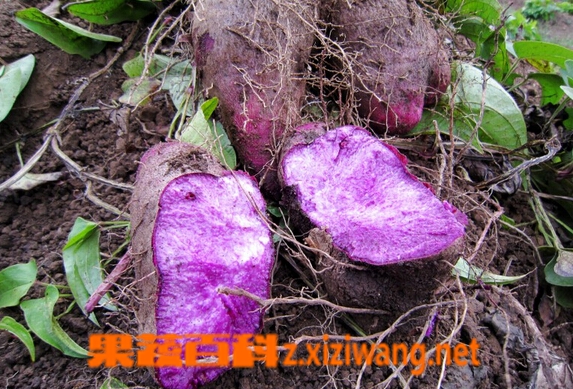 紫 山药也叫紫人参,是一种营养丰富的根茎类菜品,它的果肉是紫色,内含