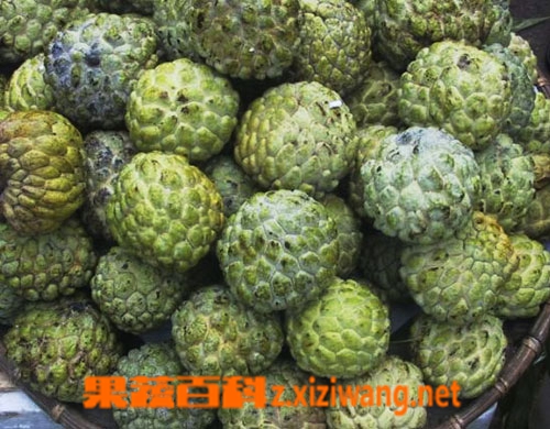 释迦果图片 释迦果怎么吃 释迦果营养价值_水果知识_【果蔬百科】