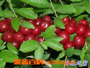 钙果是什么 钙果好吃吗