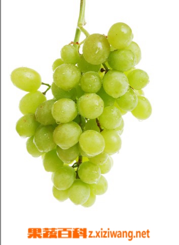 水晶葡萄的功效作用