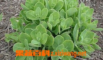 八宝的功效与作用