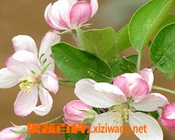 苹果花的功效与作用