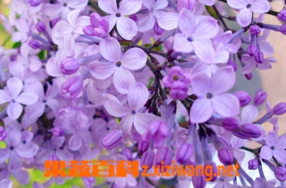 紫丁香花能泡水喝吗 花卉 做法 功效与作用 营养价值z Xiziwang Net