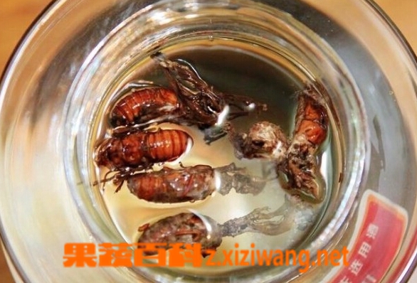 金蝉花泡酒的功效