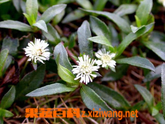 旱莲草图片 旱莲草的功效与作用_中药知识_【果蔬百科】(手机版)