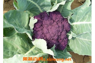 紫色花椰菜的营养价值吃紫色花椰菜的好处 花椰菜 做法 功效与作用 营养价值z Xiziwang Net