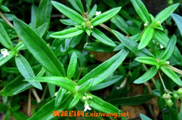 白花蛇舌草的功效与作用有哪些 中药知识 做法 功效与作用 营养价值z Xiziwang Net