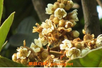 枇杷花怎么吃枇杷花怎么煮水止咳 枇杷 做法 功效与作用 营养价值z Xiziwang Net 枇杷花怎么吃枇杷花怎么煮水止咳 枇杷 做法 功效与作用 营养价值z Xiziwang Net