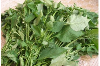 百花菜和白花菜区别吃白花菜的好处 花菜 做法 功效与作用 营养价值z Xiziwang Net