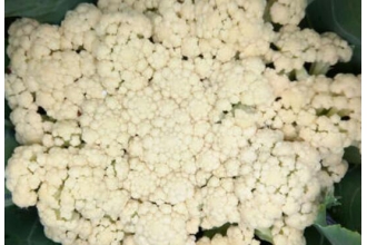 白花菜和松花菜的区别 花菜 做法 功效与作用 营养价值z Xiziwang Net